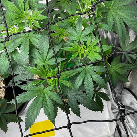 Special Kush 1 - GwJ Community Award Winning Celebration Grow Part 2 -The Price - by KilliczGe growlog timeline photo