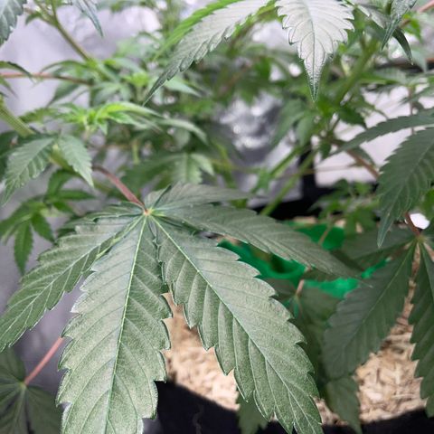Critical Kush - GwJ Community Award Winning Celebration Grow Part 1 - The Winner - by KilliczGe growlog timeline photo