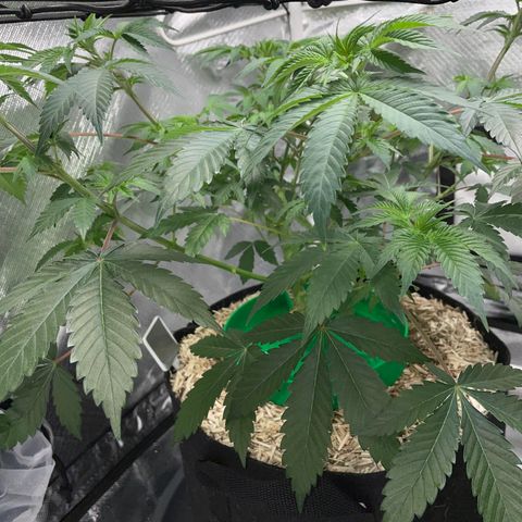 Critical Kush - GwJ Community Award Winning Celebration Grow Part 1 - The Winner - by KilliczGe growlog timeline photo