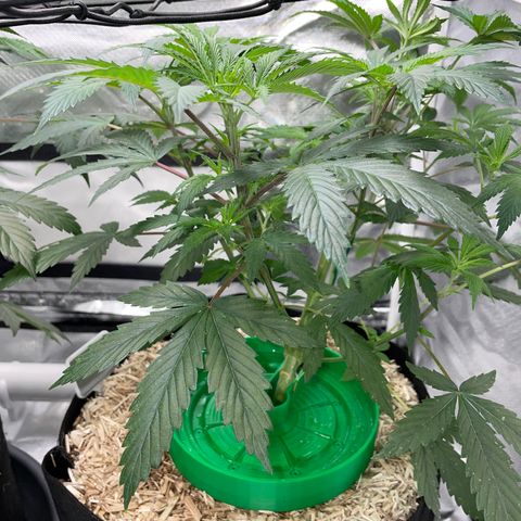 Special Kush 1 - GwJ Community Award Winning Celebration Grow Part 2 -The Price - by KilliczGe growlog timeline photo