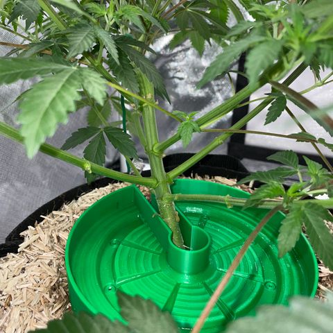 Critical Kush - GwJ Community Award Winning Celebration Grow Part 1 - The Winner - by KilliczGe growlog timeline photo
