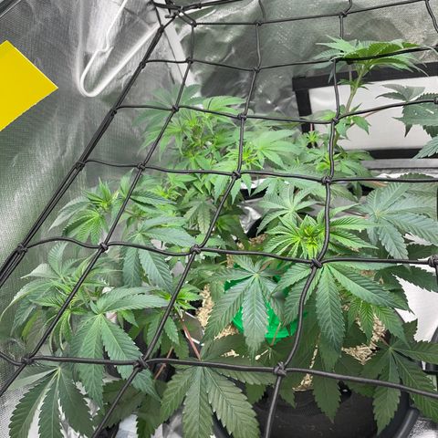 Critical Kush - GwJ Community Award Winning Celebration Grow Part 1 - The Winner - by KilliczGe growlog timeline photo