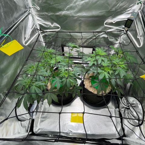 Critical Kush - GwJ Community Award Winning Celebration Grow Part 1 - The Winner - by KilliczGe growlog timeline photo