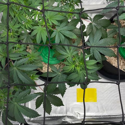 Critical Kush - GwJ Community Award Winning Celebration Grow Part 1 - The Winner - by KilliczGe growlog timeline photo