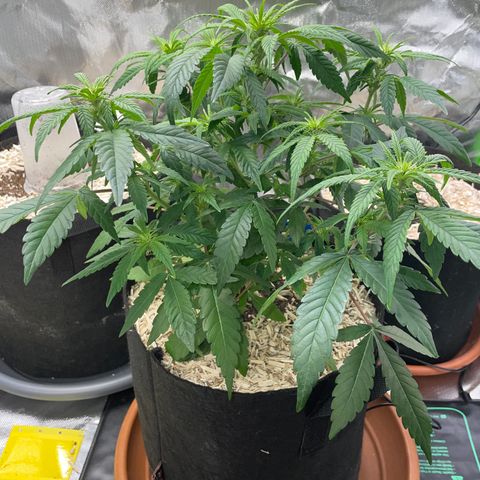 Grape Soda Auto - by KilliczGe growlog timeline photo