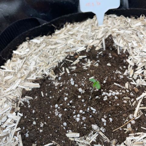 Wedding Cake Auto by KilliczGe growlog timeline photo