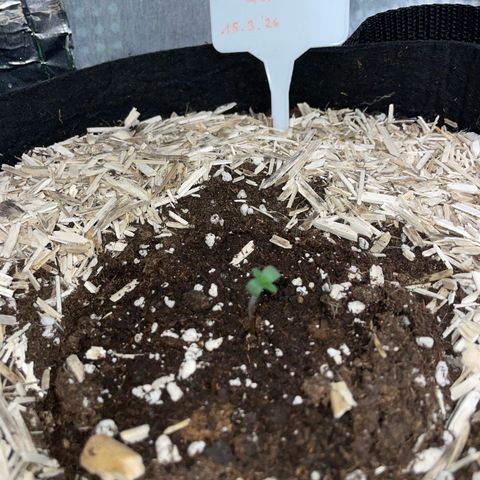 Sherbet Queen Auto by KilliczGe  growlog timeline photo