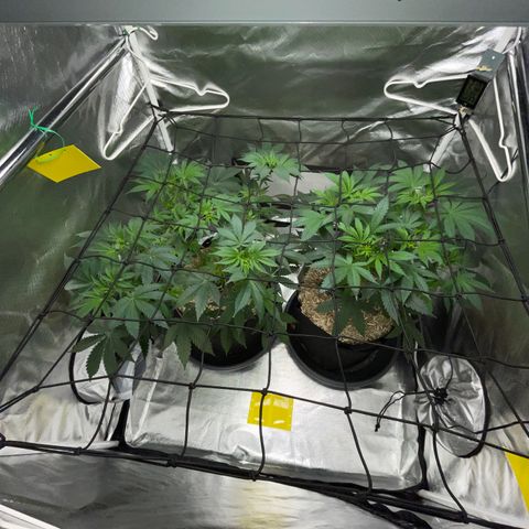 Critical Kush - GwJ Community Award Winning Celebration Grow Part 1 - The Winner - by KilliczGe growlog timeline photo