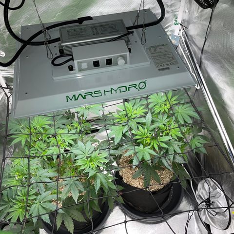 Critical Kush - GwJ Community Award Winning Celebration Grow Part 1 - The Winner - by KilliczGe growlog timeline photo