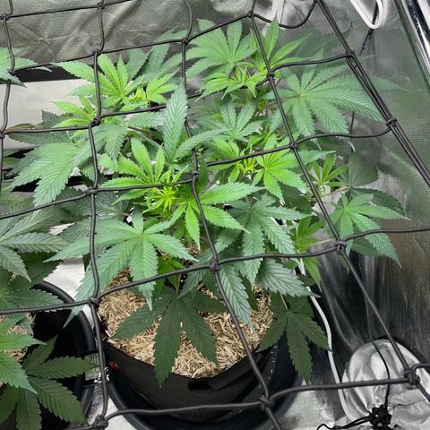 Special Kush 1 - GwJ Community Award Winning Celebration Grow Part 2 -The Price - by KilliczGe growlog timeline photo