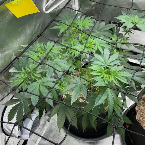 Critical Kush - GwJ Community Award Winning Celebration Grow Part 1 - The Winner - by KilliczGe growlog timeline photo