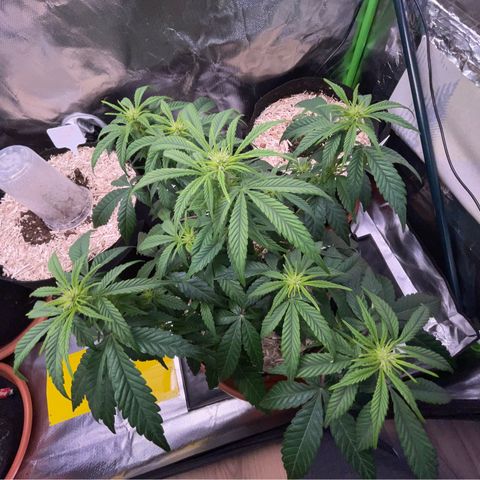 Grape Soda Auto - by KilliczGe growlog timeline photo