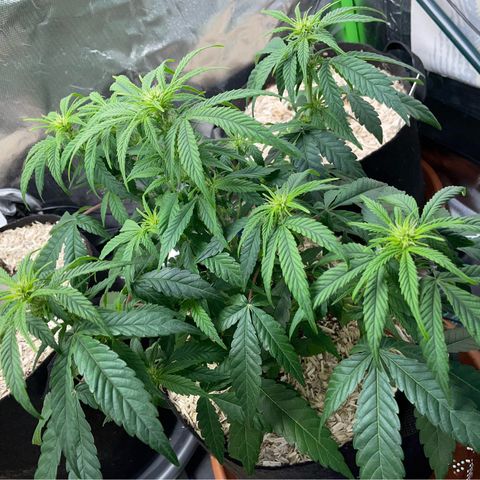 Grape Soda Auto - by KilliczGe growlog timeline photo
