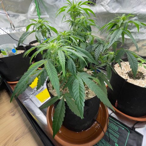 Grape Soda Auto - by KilliczGe growlog timeline photo