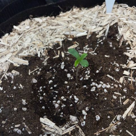 Wedding Cake Auto by KilliczGe growlog timeline photo