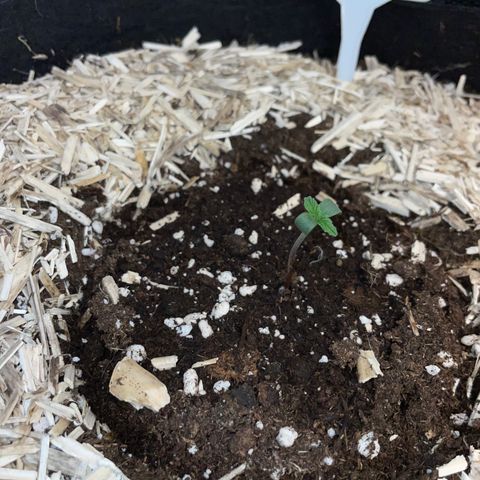 Sherbet Queen Auto by KilliczGe  growlog timeline photo