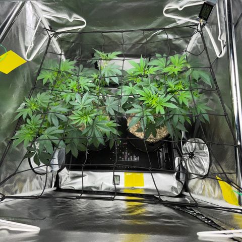 Critical Kush - GwJ Community Award Winning Celebration Grow Part 1 - The Winner - by KilliczGe growlog timeline photo