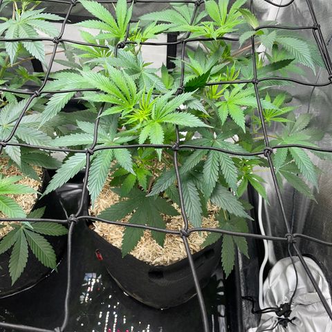 Special Kush 1 - GwJ Community Award Winning Celebration Grow Part 2 -The Price - by KilliczGe growlog timeline photo