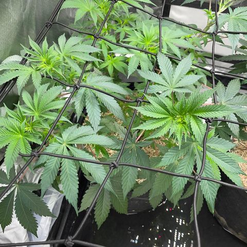 Critical Kush - GwJ Community Award Winning Celebration Grow Part 1 - The Winner - by KilliczGe growlog timeline photo