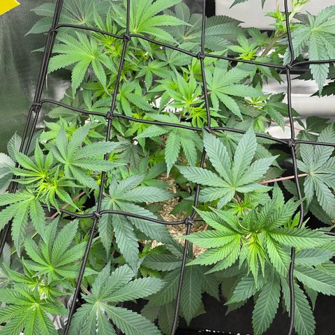 Critical Kush - GwJ Community Award Winning Celebration Grow Part 1 - The Winner - by KilliczGe growlog timeline photo