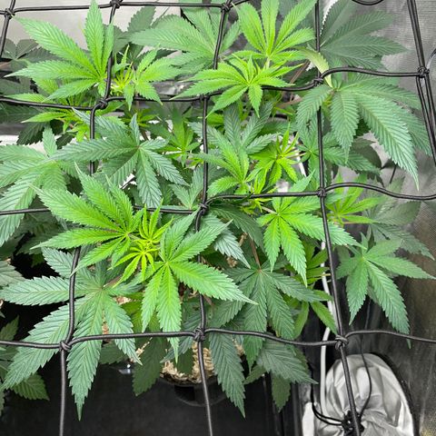 Special Kush 1 - GwJ Community Award Winning Celebration Grow Part 2 -The Price - by KilliczGe growlog timeline photo