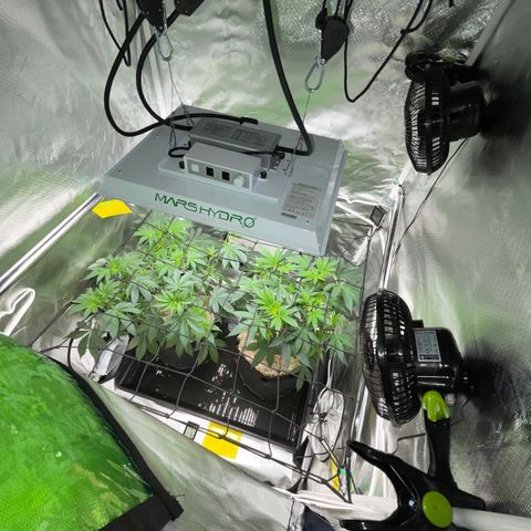 Critical Kush - GwJ Community Award Winning Celebration Grow Part 1 - The Winner - by KilliczGe growlog timeline photo
