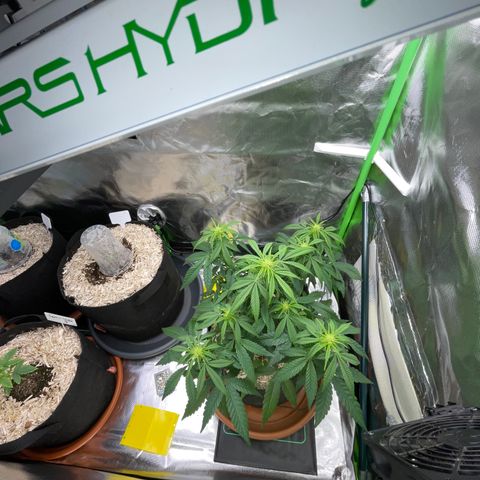 Grape Soda Auto - by KilliczGe growlog timeline photo