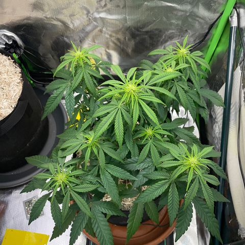 Grape Soda Auto - by KilliczGe growlog timeline photo