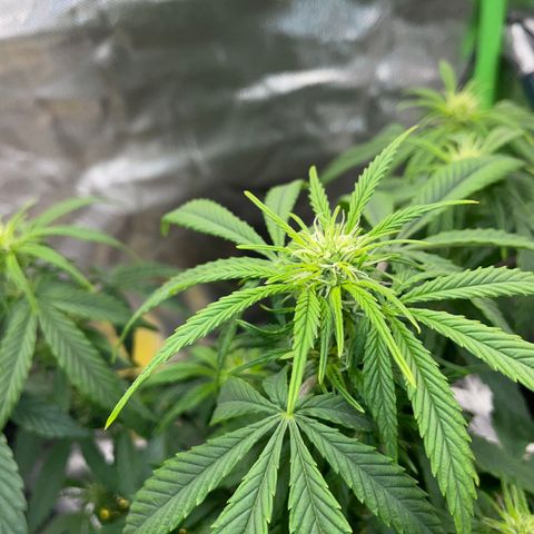 Grape Soda Auto - by KilliczGe growlog timeline photo