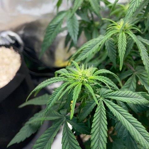 Grape Soda Auto - by KilliczGe growlog timeline photo