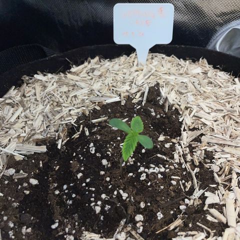 Wedding Cake Auto by KilliczGe growlog timeline photo