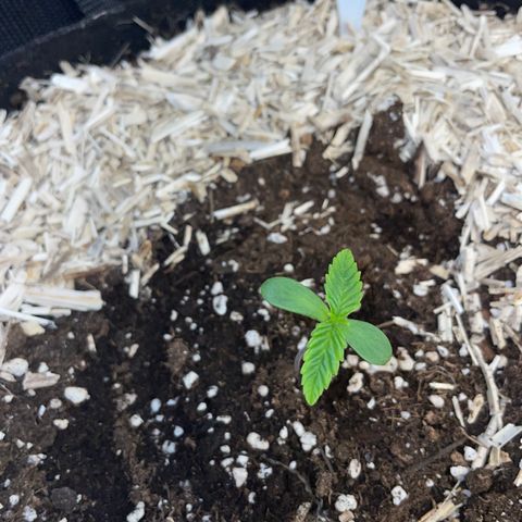 Wedding Cake Auto by KilliczGe growlog timeline photo