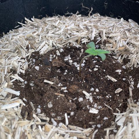 Sherbet Queen Auto by KilliczGe  growlog timeline photo