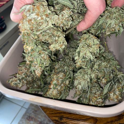 Big Bud 1 Klon 1 by KilliczGe growlog timeline photo