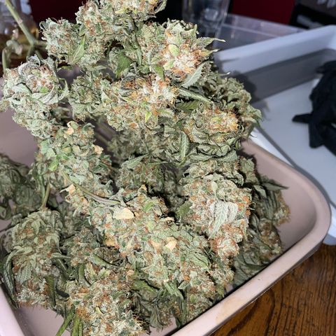 Big Bud 1 Klon 1 by KilliczGe growlog timeline photo