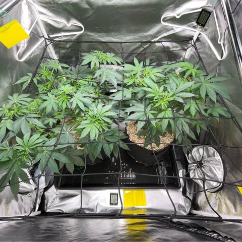 Critical Kush - GwJ Community Award Winning Celebration Grow Part 1 - The Winner - by KilliczGe growlog timeline photo