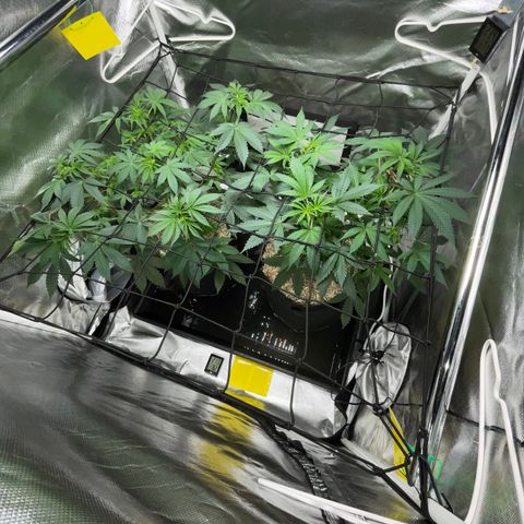 Critical Kush - GwJ Community Award Winning Celebration Grow Part 1 - The Winner - by KilliczGe growlog timeline photo
