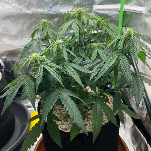 Grape Soda Auto - by KilliczGe growlog timeline photo