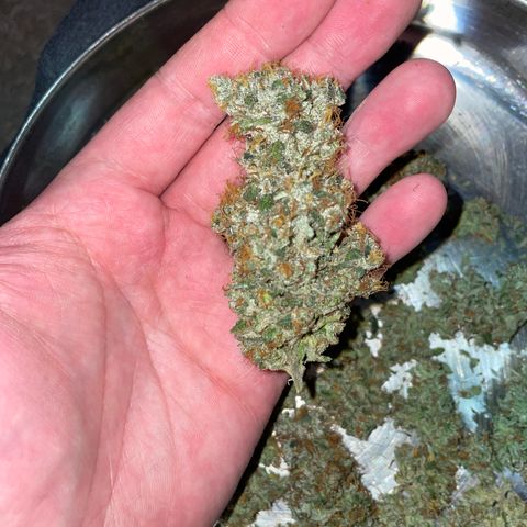 Big Bud 1 Klon 1 by KilliczGe growlog timeline photo