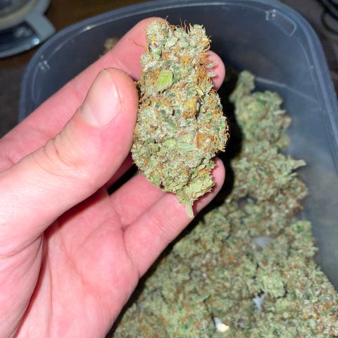 Big Bud 1 Klon 1 by KilliczGe growlog timeline photo