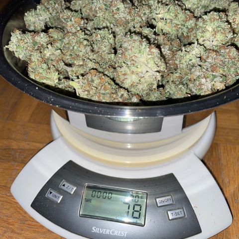Big Bud 1 Klon 1 by KilliczGe growlog timeline photo