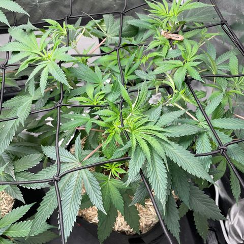 Special Kush 1 - GwJ Community Award Winning Celebration Grow Part 2 -The Price - by KilliczGe growlog timeline photo