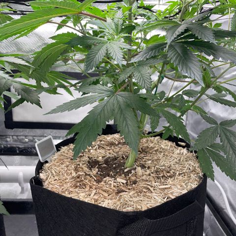 Special Kush 1 - GwJ Community Award Winning Celebration Grow Part 2 -The Price - by KilliczGe growlog timeline photo