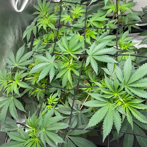 Critical Kush - GwJ Community Award Winning Celebration Grow Part 1 - The Winner - by KilliczGe growlog timeline photo