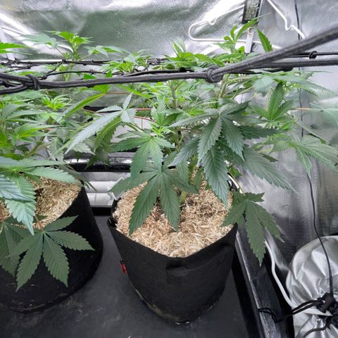 Special Kush 1 - GwJ Community Award Winning Celebration Grow Part 2 -The Price - by KilliczGe growlog timeline photo