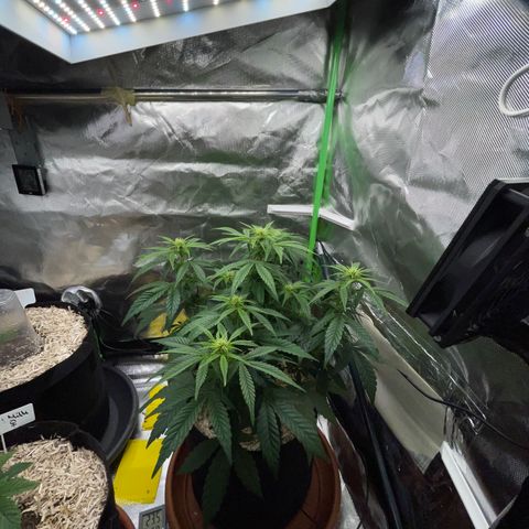 Grape Soda Auto - by KilliczGe growlog timeline photo