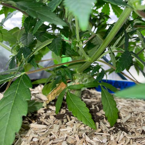Grape Soda Auto - by KilliczGe growlog timeline photo
