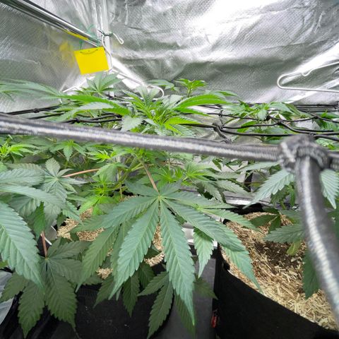 Critical Kush - GwJ Community Award Winning Celebration Grow Part 1 - The Winner - by KilliczGe growlog timeline photo