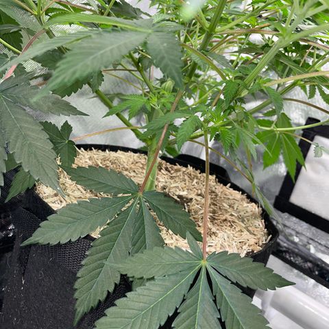 Critical Kush - GwJ Community Award Winning Celebration Grow Part 1 - The Winner - by KilliczGe growlog timeline photo