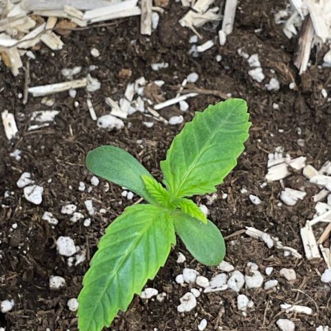 Wedding Cake Auto by KilliczGe growlog timeline photo